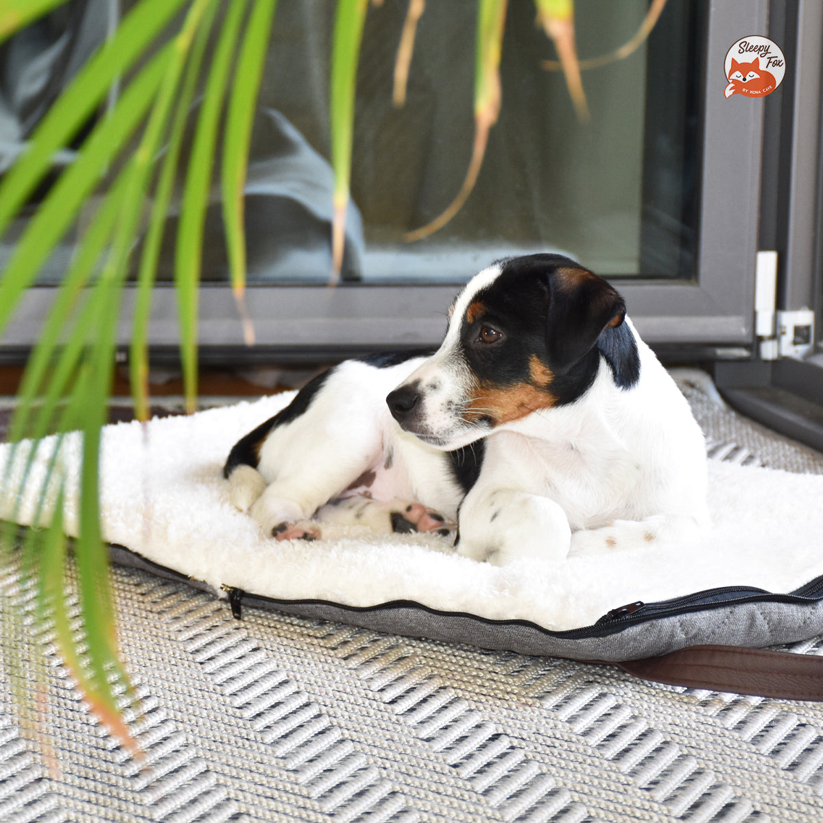 Wie man Hunde auf Reisen ruhig & bequem hlt. Die besten tragbaren Betten   Sleepy Fox