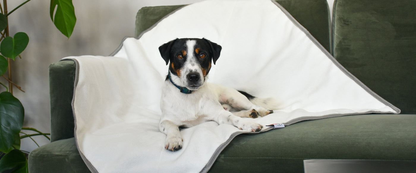 Luxusmarke Sleepy Fox®. Haustierdecke in 3 Größen für kleine, mittlere und große Hunde. Try-color Jack Russell Terrier auf dem Sofa mit Haustierdecke abgebildet 